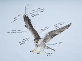 Falcon Wraith Rolls-Royce - Luxury Today